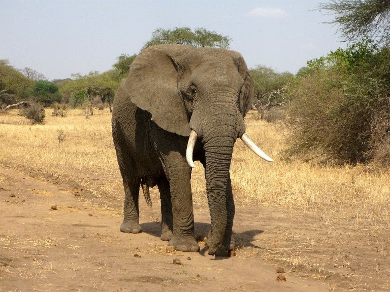 elephant